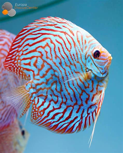 Photo gallery of discus fish – Artofit