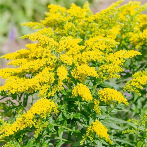 Goldenrod fall plants information | cathyshepherdot