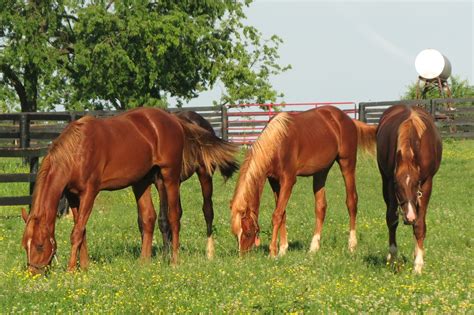 St. Paul's in Kentucky: Day1: Kentucky horses