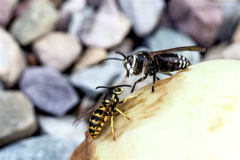 Do Bald-Faced Hornets Hibernate Or Die In The Winter? - Pests101.com