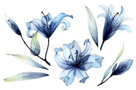 Blue lilies stock vector. Illustration of spring, lilies - 71908686