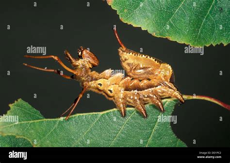 Lobster Moth, Stauropus fagi, Caterpillar, UK Stock Photo - Alamy