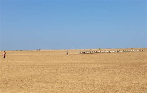 Searching for wild cheetahs in remote regions of the Horn of Africa