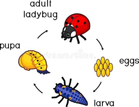 Life Cycle of Ladybug. Stages of Development of Ladybug from Egg To Adult Insect Stock Vector ...