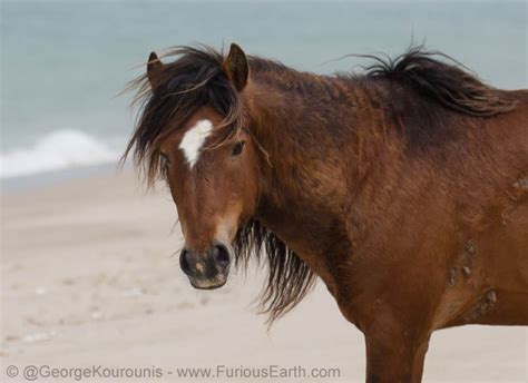 The Wild Horses of Sable Island