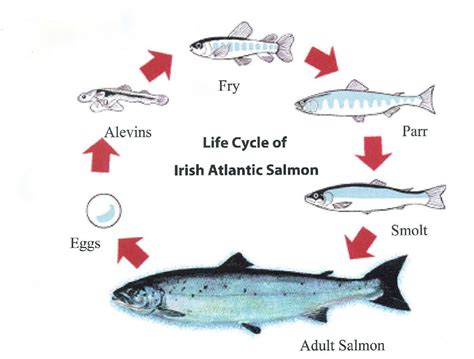 Salmon Life Cycle | Marine Institute