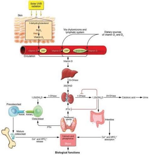 Metabolism and effects of Vitamin D in target organs. (Pic courtesy ...