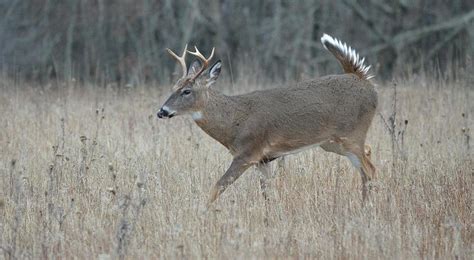 Complete Guide to Aging Whitetail Deer – Omega Outdoors