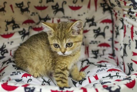 A Small Kitten in a Pet Store Stock Photo - Image of animals, sitting: 104308840