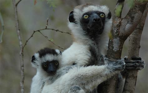 Breaking: 95 Percent Of World’s Lemur Species On Edge Of Extinction - Global Wildlife Conservation