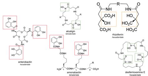 Siderophores