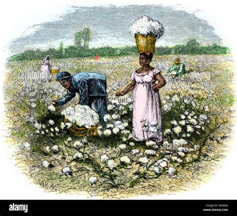 African American slaves picking cotton on a plantation in the Deep South 1800s. Hand-colored ...