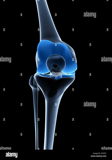 3d rendered illustration - knee anatomy Stock Photo - Alamy