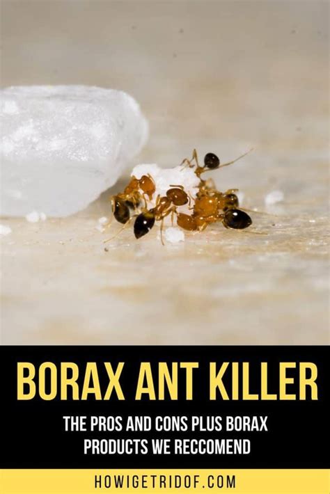 Borax Ant Killer - The Pros and Cons Plus Borax Products We Recommend ...