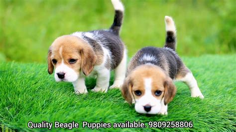 Good Quality Beagle Puppies available. 9809258806 - YouTube