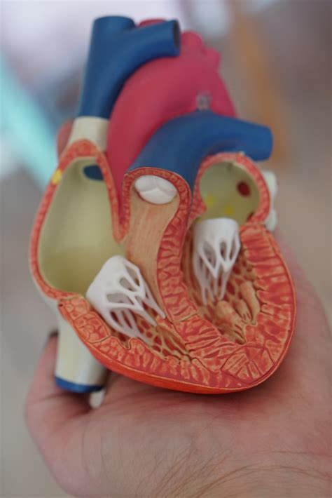 Artificial Organs - Biotechnology KioskBiotechnology Kiosk