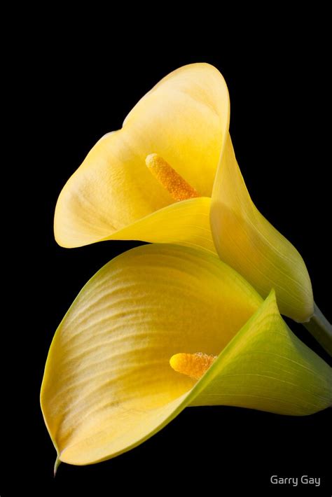 "Pair of Yellow Calla Lilies " by Garry Gay | Redbubble