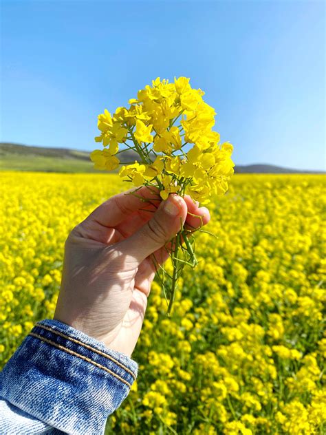 The Wild Mustard Fields in Half Moon Bay: Everything You Need to Know