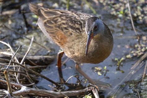 eBird Checklist - 24 May 2023 - Magee Marsh--Boardwalk - 44 species