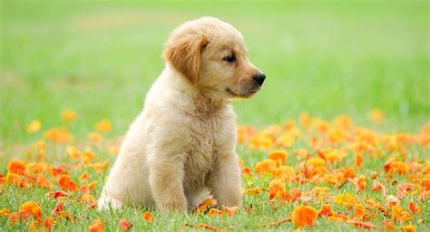 Golden Retriever Puppy: Finding And Raising Your New Friend