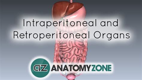 Intraperitoneal and Retroperitoneal Organs • Digestive • AnatomyZone