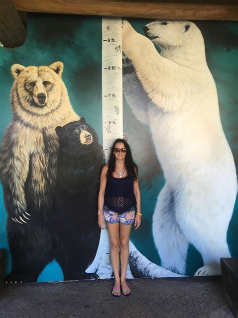 Height comparison between different bear species : r/HumanForScale