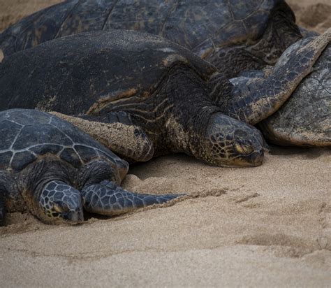 Green Sea Turtle Hawaii Free Stock Photo - Public Domain Pictures