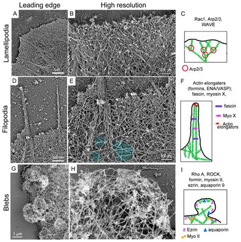 Actin cytoskeleton structure in three main protrusion types driving... | Download Scientific Diagram