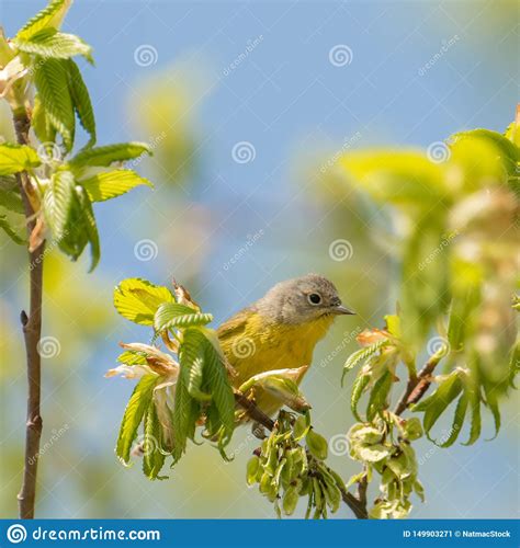 Nashville Warbler during Spring Migration Near the Minnesota River in the Minnesota Valley ...