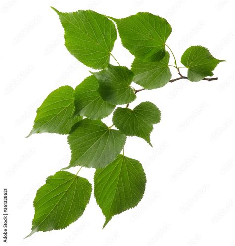 Linden tree branch with green fresh leaves isolated on white background ...