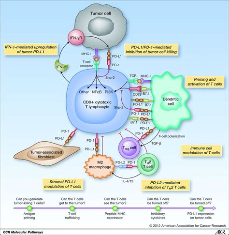 Pin on Immuno-Oncology