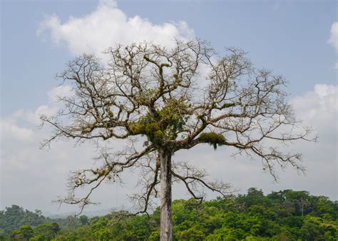 Why is Ceiba so important in our country and the Americas? - FLAAR MESOAMERICA