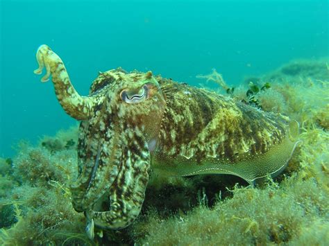 Free Images : underwater, squid, fauna, starfish, invertebrate, octopus, maritime, molluscs ...