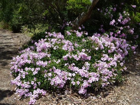 Pandorea jasminoides ‘Southern Belle’ | Gardening With Angus