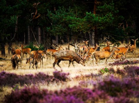 Hoge Veluwe Otterlo, Wild Ones, Fauna, Holland, Farmland, Deer ...