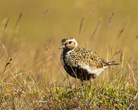 Shetland Wildlife in Summer | Heatherlea Birdwatching & Wildlife Holidays