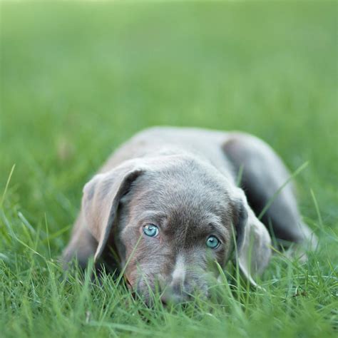 Silver Lab Puppy Photograph by Laura Ruth