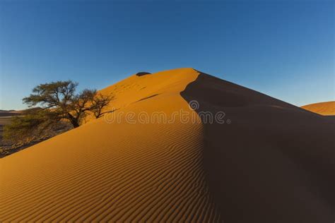 Sand Dune and Camelthorn Tree Stock Photo - Image of sand, dunes: 81411648