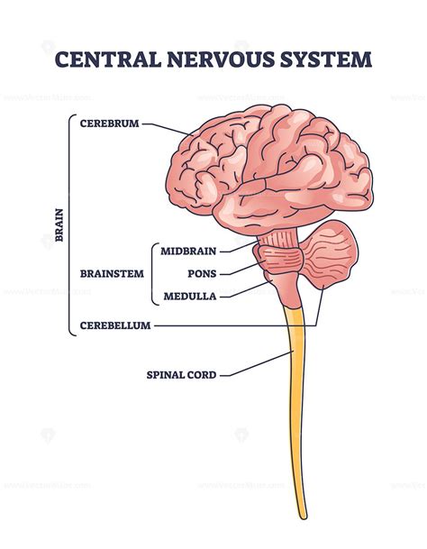 Central nervous system model or CNS brain organ structure outline diagram | Nervous system ...