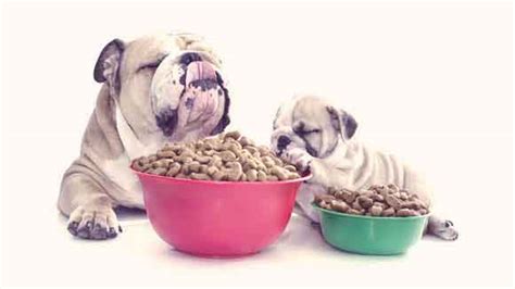 What Are "Natural" Dog Food Flavors? - PetCareRx