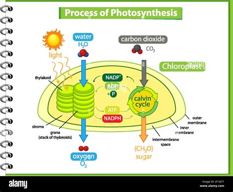 Photosynthesis Diagram