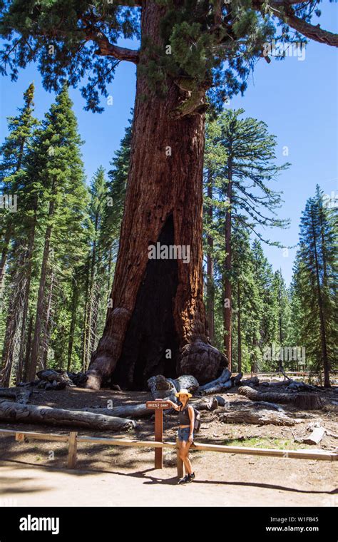 Giant grizzly sequoia hi-res stock photography and images - Alamy