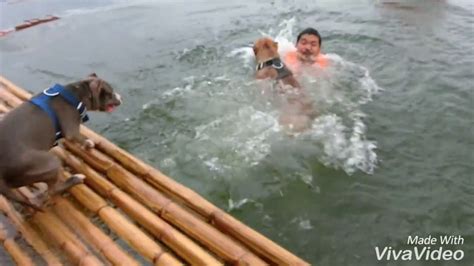 INCREDIBLE moment two dogs save dog owner in mock drowning. - YouTube