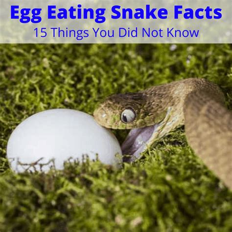 Egg Eating Snake Facts (15 Things You Did Not Know)