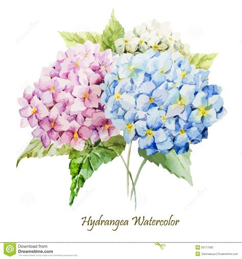 Hydrangea Clip Art Black And White