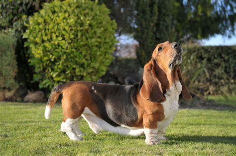 Basset Hound | Een grappige, eigenwijze, lieve jager