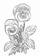 Pansy Coloring Pages  Best For Kids sketch template