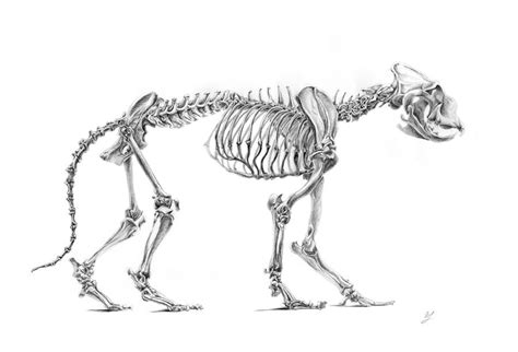 Skeleton of the lion by CalciteMink1610 on DeviantArt