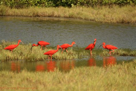 Scarlet Ibis photo WP12853