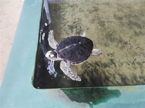 Turtle Hatchery Hikkaduwa - 2019 All You Need to Know BEFORE You Go (with Photos) - TripAdvisor